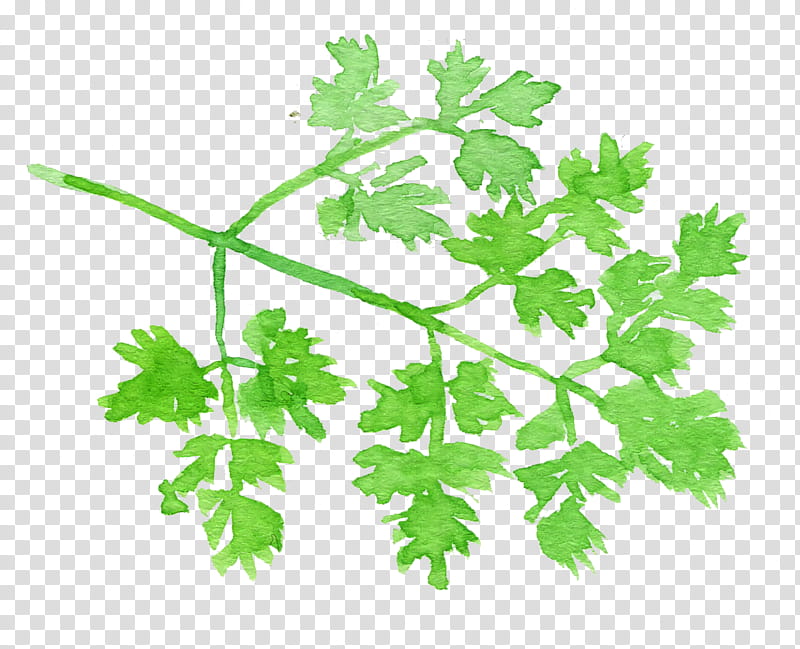 Parsley, Watercolor Chervil, Leaf, Plant, Flower, Leaf Vegetable, Chinese Celery, Parsley Family transparent background PNG clipart