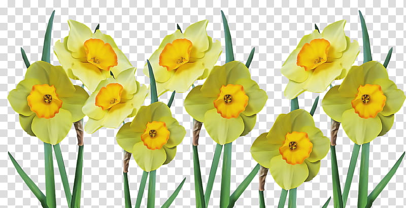 Floral design, Wild Daffodil, Flower, Bunchflowered Daffodil, Tulip, Jonquil, Lily, Poets Narcissus transparent background PNG clipart
