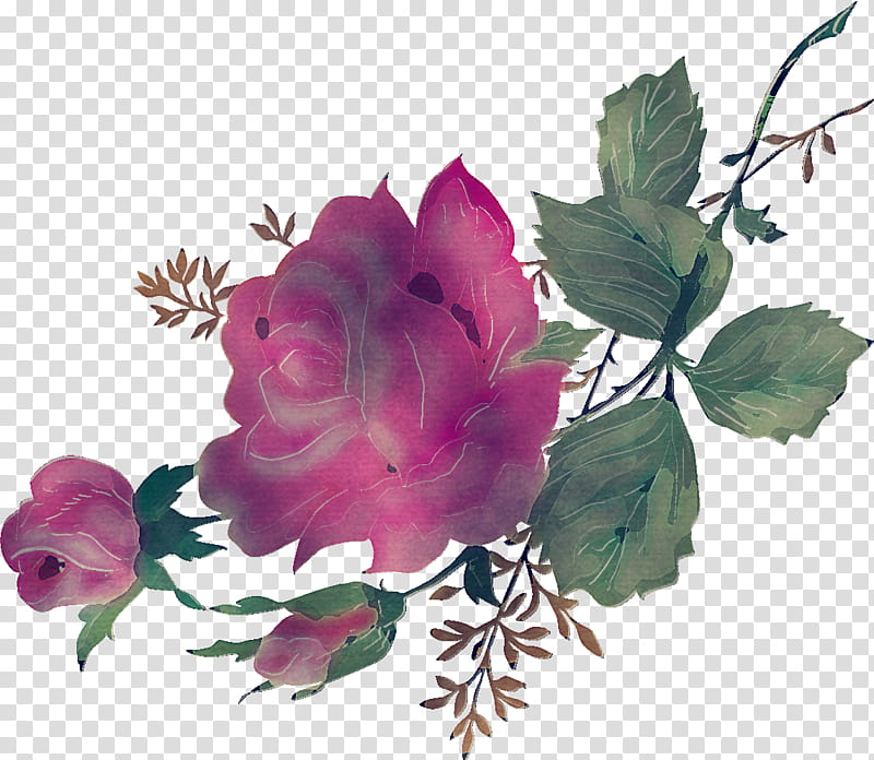 floral flowers, Plant, Pink, Petal, Rose, Rose Family, Prickly Rose, Rose Order transparent background PNG clipart