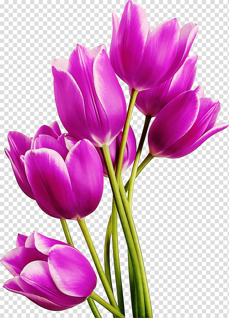 flower petal purple cut flowers plant, Tulip, Violet, Pink, Crocus, Plant Stem, Spring
, Magenta transparent background PNG clipart