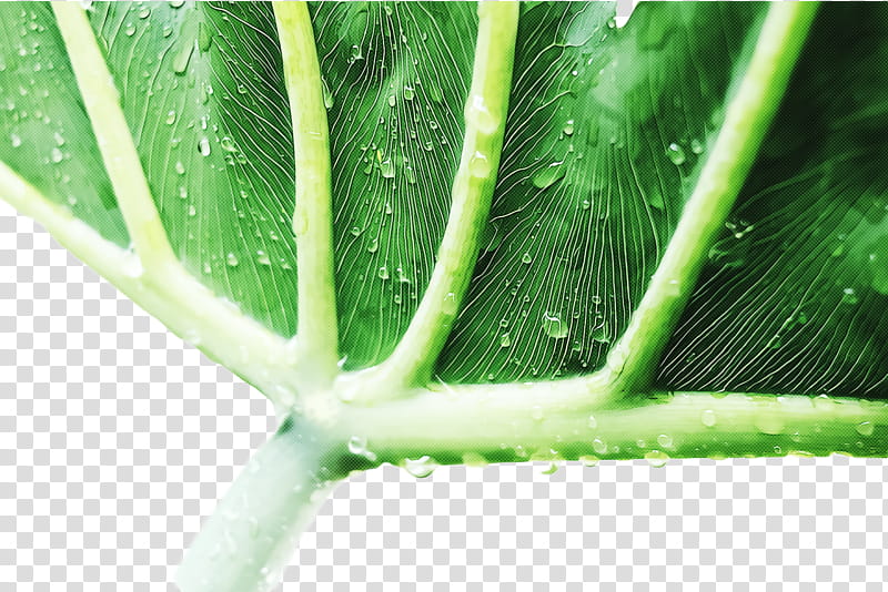 Aloe vera, Plant Stem, Leaf, Lotion, Gel, Coral Aloe, Aloe Vera Aloe Vera, Forever Living Products transparent background PNG clipart