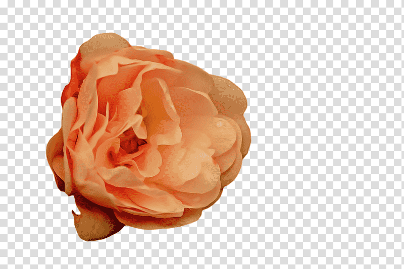 Garden roses, Cut Flowers, Rose Family, Cabbage Rose, Petal, Closeup transparent background PNG clipart