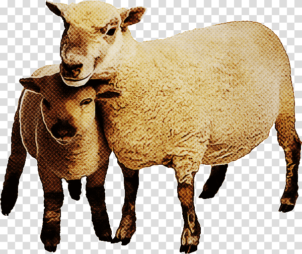 merino shetland sheep goat welsh mountain sheep live, Live, Sheep Farming, Agriculture, Beef Cattle, Herd, Dairy Farming transparent background PNG clipart