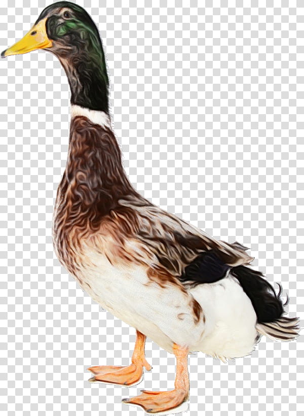 bird duck beak water bird ducks, geese and swans, Watercolor, Paint, Wet Ink, Ducks Geese And Swans, Waterfowl, Goose, Mallard transparent background PNG clipart
