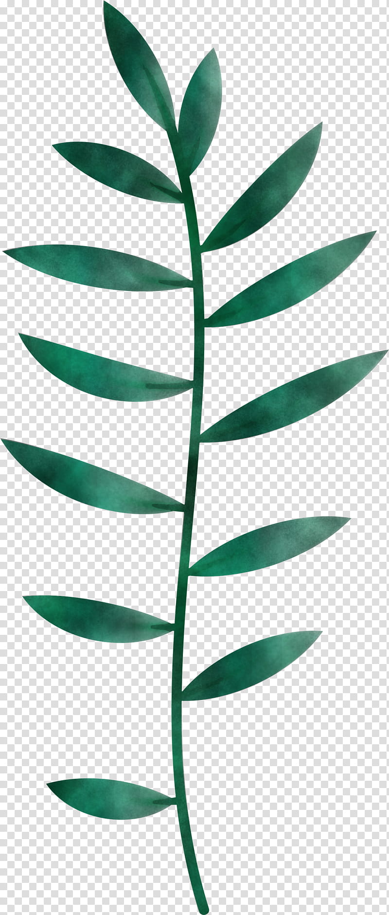 Leaf, Plant Stem, Branch, synthesis, Twig, Transpiration, Leaf Angle Distribution, Plant Morphology transparent background PNG clipart