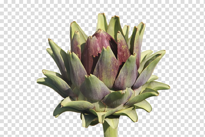 artichoke cut flowers bud flowerpot flower transparent background PNG clipart