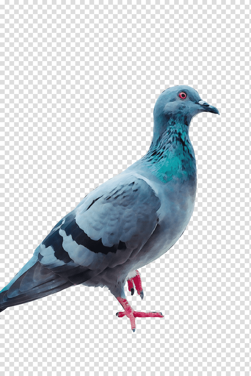 columbidae dove homing pigeon birds racing homer, Watercolor, Paint, Wet Ink, Dove, English Carrier Pigeon, Blue Pigeon transparent background PNG clipart