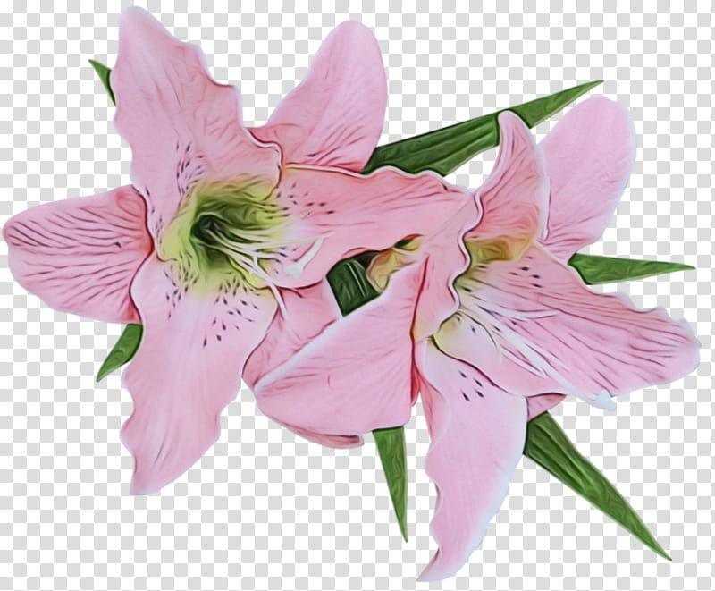 madonna lily flower drawing easter lily calla lily, Watercolor, Paint, Wet Ink, Lily Of The Incas, Plants, Cut Flowers transparent background PNG clipart