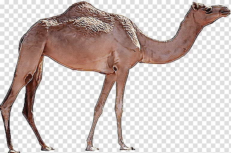 dromedary cartoon drawing bactrian camel desert, Traditionally Animated Film, Camels transparent background PNG clipart