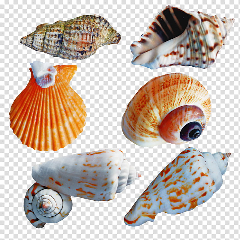 cockle conchology seashell conch sea snail, Nautiluses transparent background PNG clipart