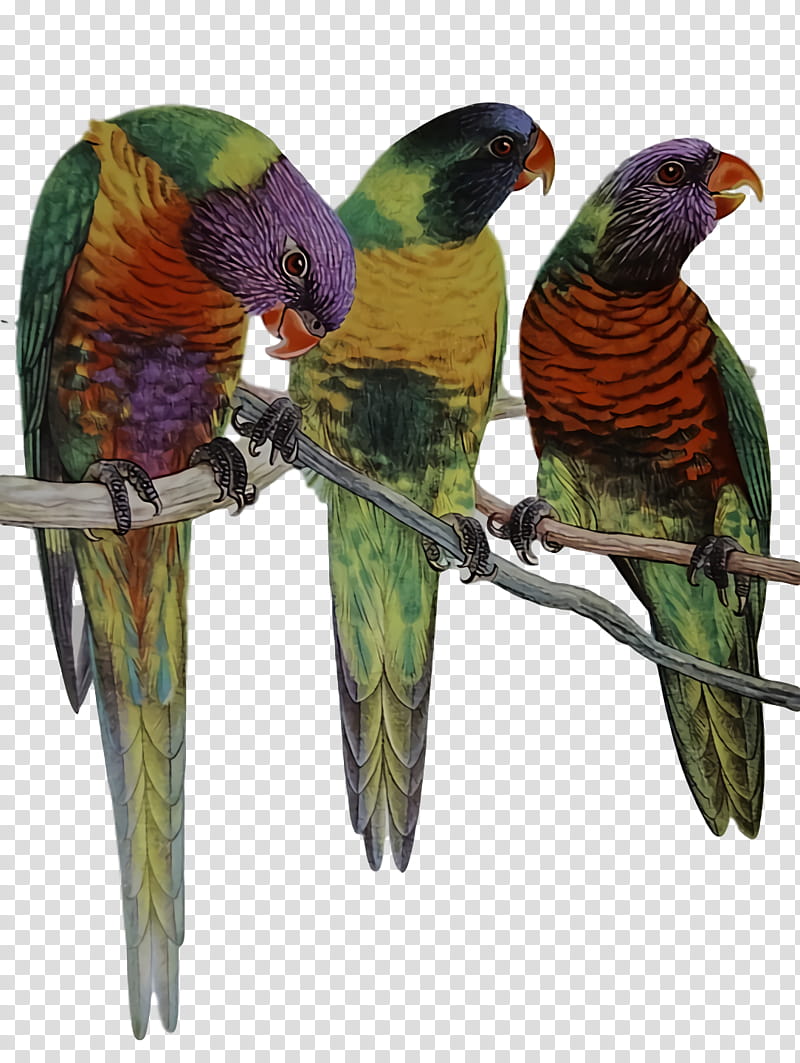 Lovebird, Loriini, Macaw, Parakeet, Beak transparent background PNG clipart