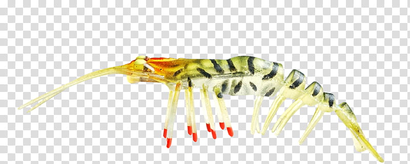 insect yellow centipede transparent background PNG clipart