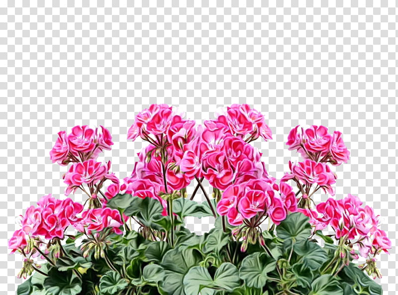 flower plant pink petal magenta, Watercolor, Paint, Wet Ink, Garden Phlox, Dianthus, Shrub, Pink Family transparent background PNG clipart