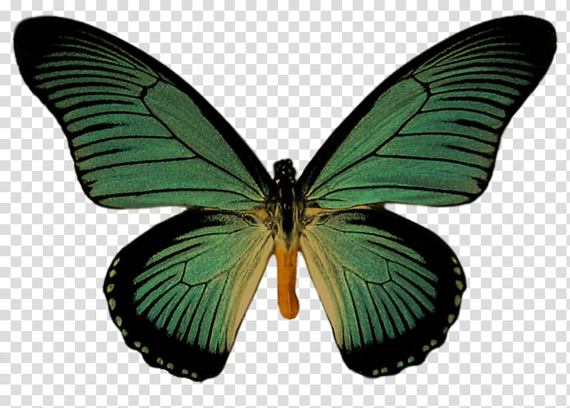 Butterfly, Black Swallowtail, Swallowtail Butterfly, Ulysses Butterfly, Old World Swallowtail, Papilio Zalmoxis, Menelaus Blue Morpho, Butterflies transparent background PNG clipart