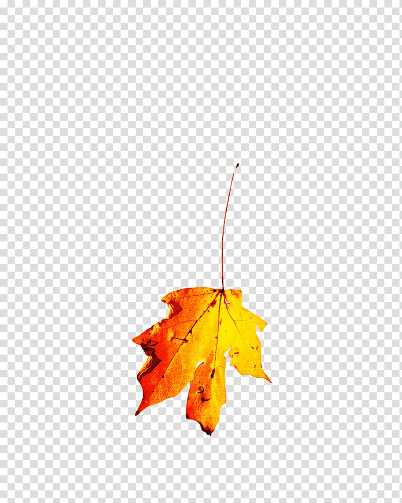 leaf maple leaf / m m-tree tree branching, Maple Leaf M, Mtree, Flower, Plants, Biology, Science transparent background PNG clipart