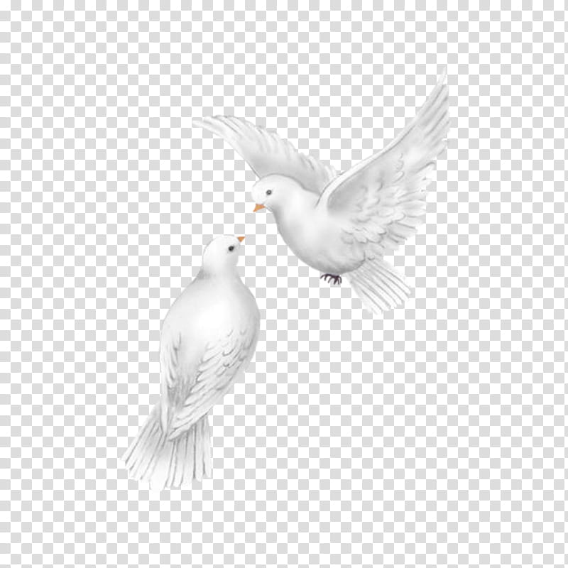 Feather, White, Bird, Pigeons And Doves, Wing, Beak, Rock Dove, Tail transparent background PNG clipart