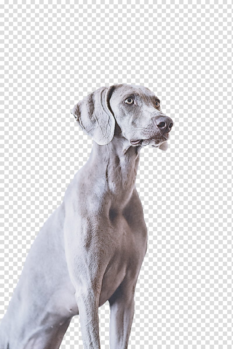dog weimaraner sporting group great dane pointing breed, Vizsla, Working Dog, Companion Dog, Nonsporting Group, Fawn, Pointer transparent background PNG clipart