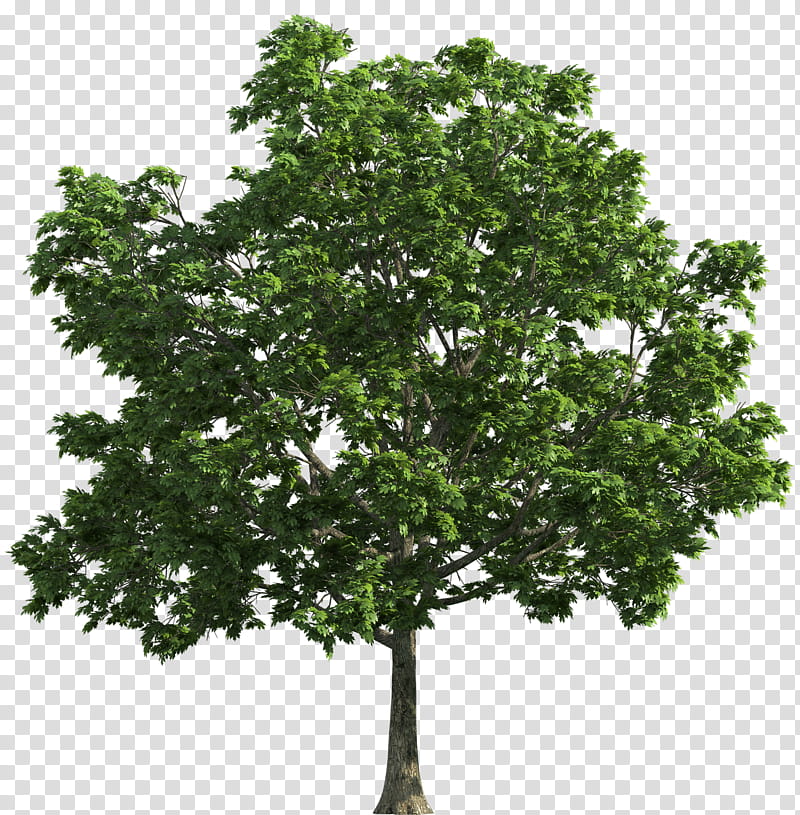 Tree stump, Oak, Trunk, Plants, Cedar Elm, Perennial Plant, Woody Plant, Branch transparent background PNG clipart