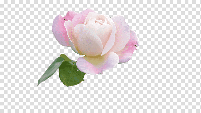 Garden roses, Cut Flowers, Rose Family, Cabbage Rose, Petal, Peony, Computer transparent background PNG clipart