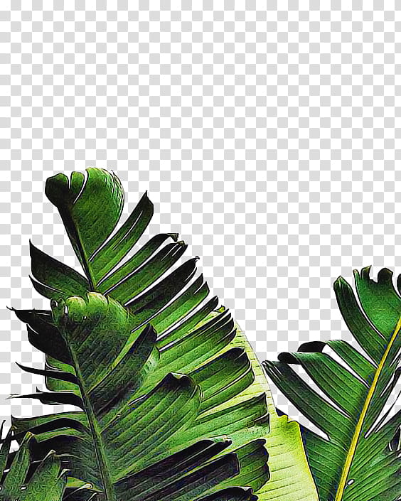 Palm trees, Leaf, Palmleaf Manuscript, Banana Leaf, Canvas Print, Tropics, Printing, Wall transparent background PNG clipart