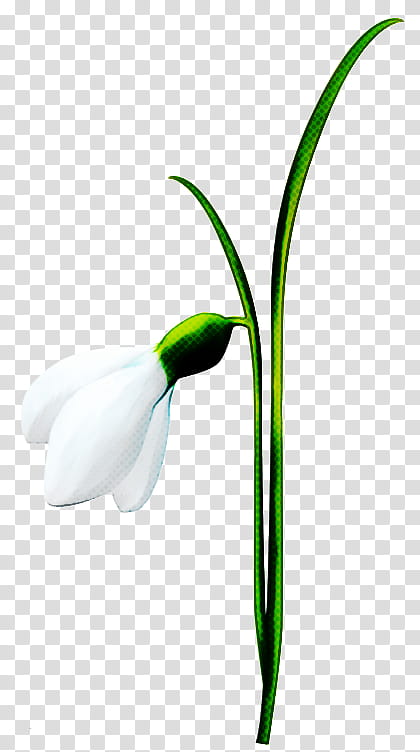 snowdrop flower galanthus plant amaryllis family, Petal, Plant Stem, Summer Snowflake, Tulip, Pedicel transparent background PNG clipart