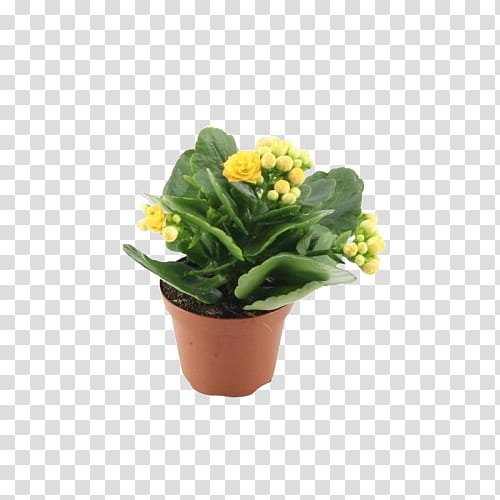 flower flowerpot plant yellow houseplant, Grass, Echeveria, Primula, Lantana transparent background PNG clipart