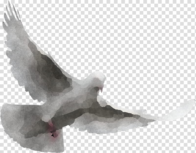 Feather, Rock Dove, Pigeons And Doves, Bird, Wing, European Herring Gull, Seabird, Beak transparent background PNG clipart