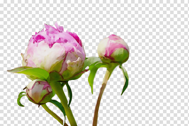 Rose, Watercolor, Paint, Wet Ink, Cut Flowers, Plant Stem, Cabbage Rose transparent background PNG clipart