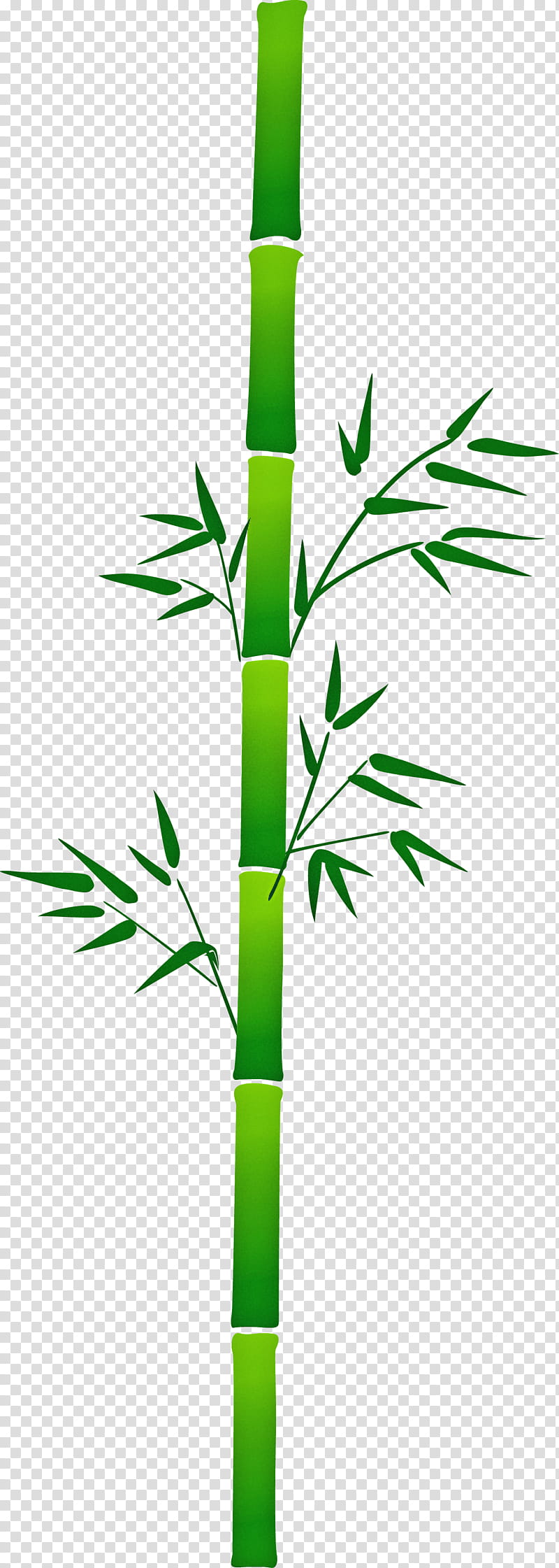 bamboo leaf, Plant, Plant Stem, Grass Family, Elymus Repens, Flower, Vascular Plant, Pedicel transparent background PNG clipart