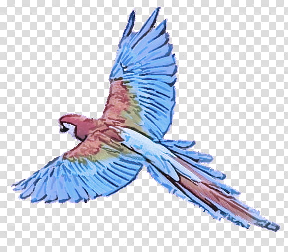 budgerigar birds macaw true parrot parrots of new guinea, Blueandyellow Macaw, Scarlet Macaw, Fig Parrot, Parakeet, Green Rosella, Toucans, Beak transparent background PNG clipart