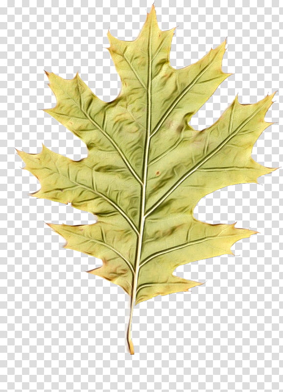 Maple leaf, Watercolor, Paint, Wet Ink, Tree, Plant, Black Oak, Plane transparent background PNG clipart