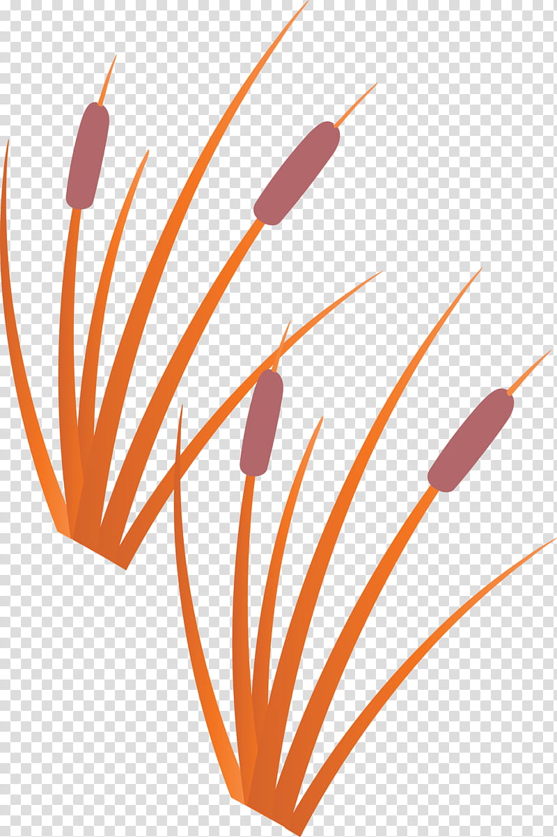 tree forest, Flower, Orange Sa, Line, Meter transparent background PNG clipart