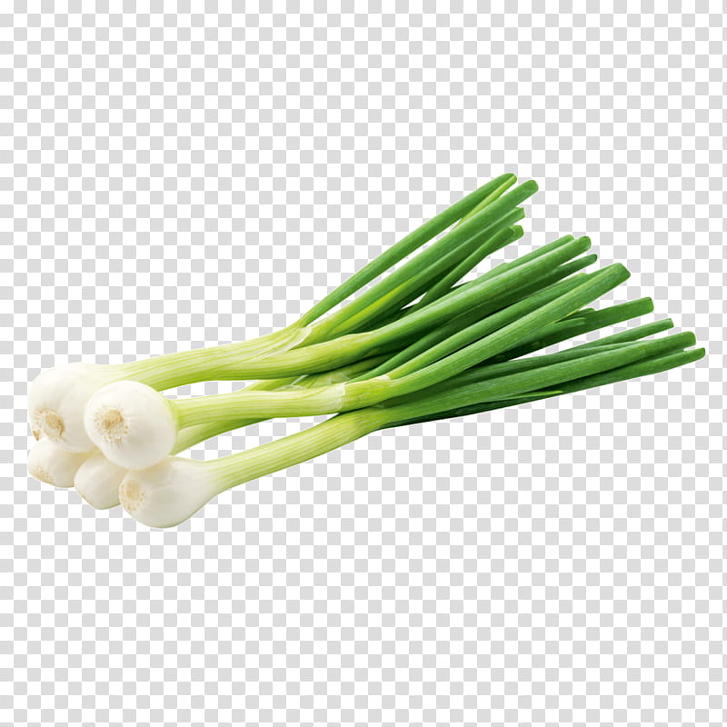 vegetable welsh onion leek scallion food, Plant, Chives, Allium, Ingredient, Amaryllis Family, Shallot, Celery transparent background PNG clipart