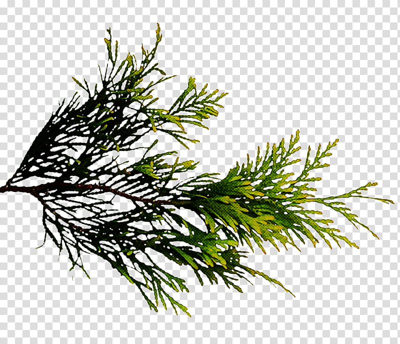 white pine plant jack pine lodgepole pine red juniper, Shortstraw Pine, Red Pine, Tree, Grass, Branch, Oregon Pine, American Larch transparent background PNG clipart
