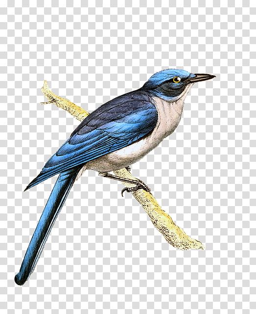 bird beak blue jay jay songbird, Bluebird, Perching Bird, Scrub Jay, Coraciiformes, Swallow transparent background PNG clipart