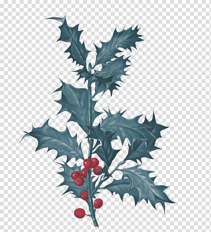 Leaf painting, Common Holly, American Holly, Twig, Aquifoliales, Thorns Spines And Prickles, Branch transparent background PNG clipart