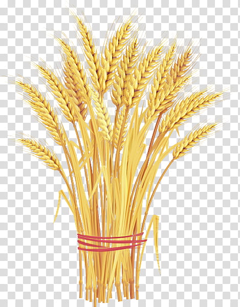 Wheat, Emmer, Durum, Spelt, Cereal Germ, Whole Grain, Triticale, Barleys transparent background PNG clipart
