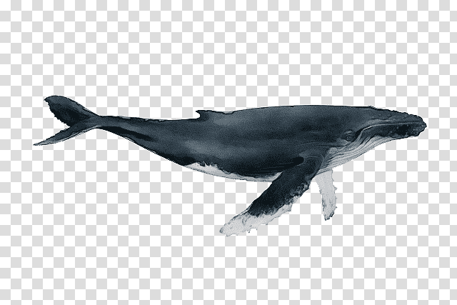 rough-toothed dolphin short-beaked common dolphin white-beaked dolphin wholphin dolphin, Watercolor, Paint, Wet Ink, Roughtoothed Dolphin, Shortbeaked Common Dolphin, Whitebeaked Dolphin transparent background PNG clipart