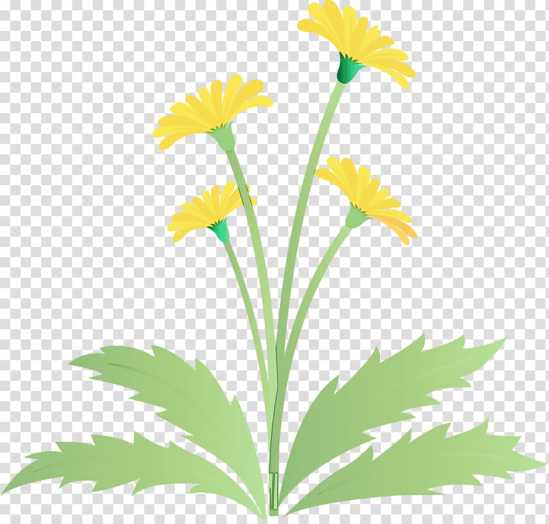 flower plant yellow chamomile dandelion, Dandelion Flower, Easter Day Flower, Spring Flower, Watercolor, Paint, Wet Ink, Leaf transparent background PNG clipart