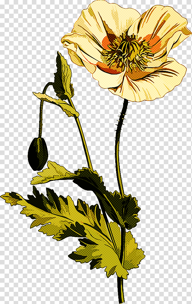 fifty plants that changed the course of history opium poppy common poppy book plant stem, Capsule, Herbaceous Plant, Wildflower, Hyoscyamus Niger transparent background PNG clipart