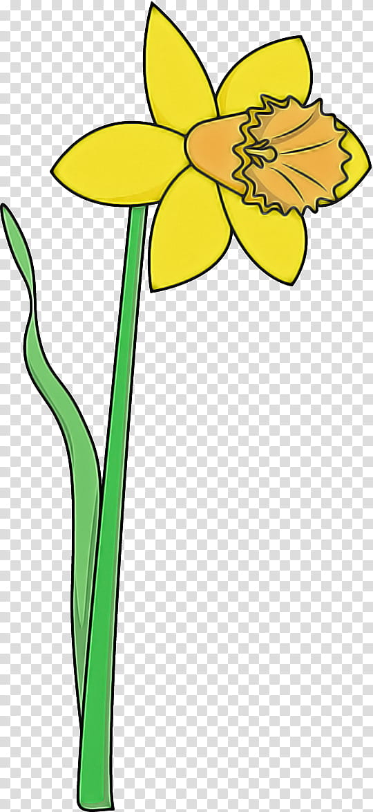 yellow flower plant stem plant narcissus, Pedicel, Petal, Amaryllis Family, Cut Flowers, Wildflower transparent background PNG clipart