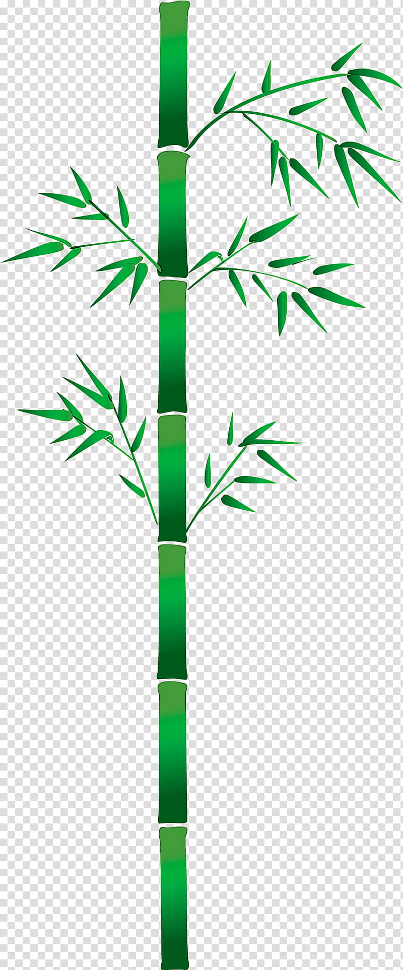 bamboo leaf, Green, Plant Stem, Tree, Line transparent background PNG clipart