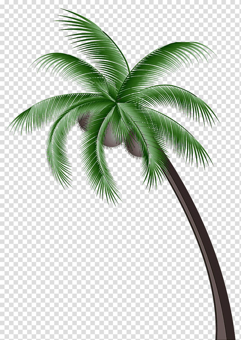 Palm trees, Attalea, Coconut, Plant, Vascular Plant, Borassus, Arecales transparent background PNG clipart