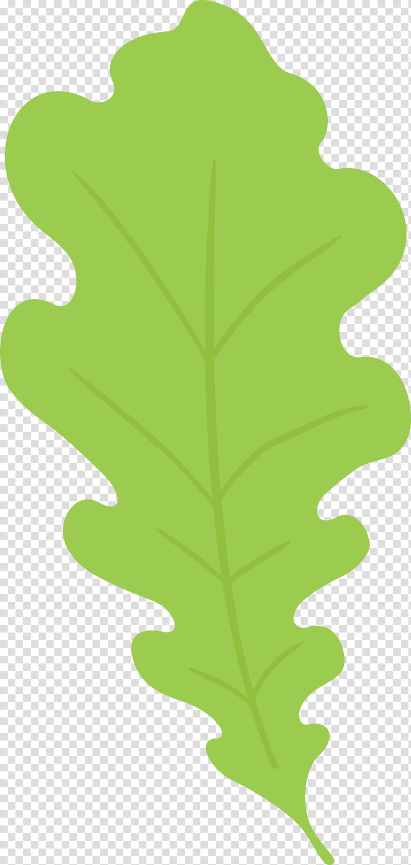 oak leaf, Plant Stem, Tree, Green, Plants, Biology, Science, Plant Structure transparent background PNG clipart