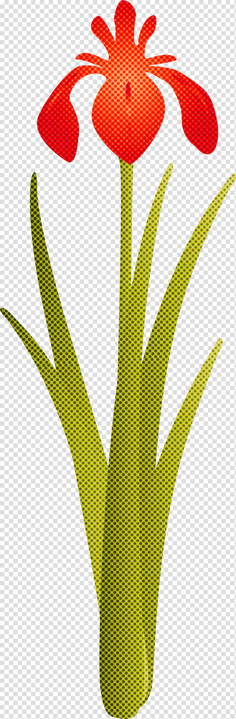 iris flower spring flower, Iris Flower, Yellow, Green, Plant, Line, Leaf, Grass Family transparent background PNG clipart