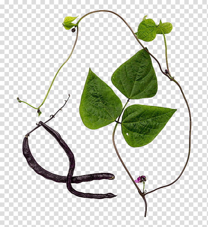 common bean plant stem meter magic flora, Boiling, Barrel, Lexicon, Medical Prescription, Plants, Wild Bean transparent background PNG clipart