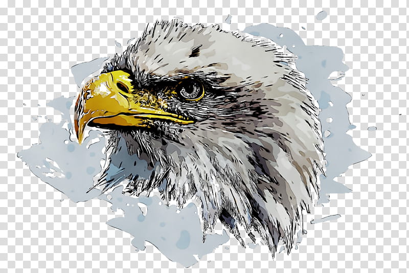 Bald eagle beak eagle, Watercolor, Paint, Wet Ink transparent ...