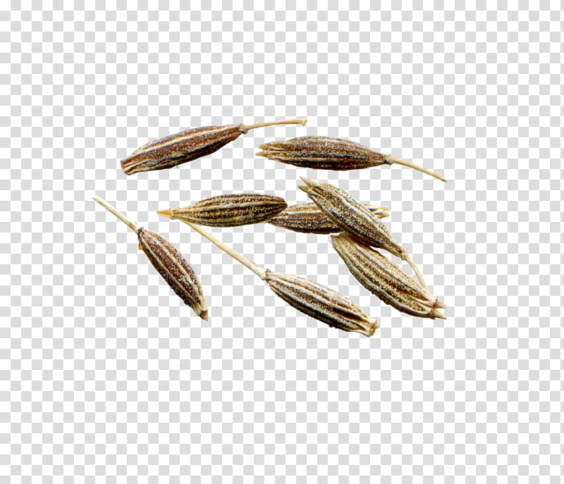 Commodity Plant, Seed, Rye, Triticale, Whole Grain transparent background PNG clipart