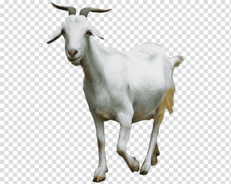 goat sheep family snout, Science, Biology, Childrens Film transparent background PNG clipart