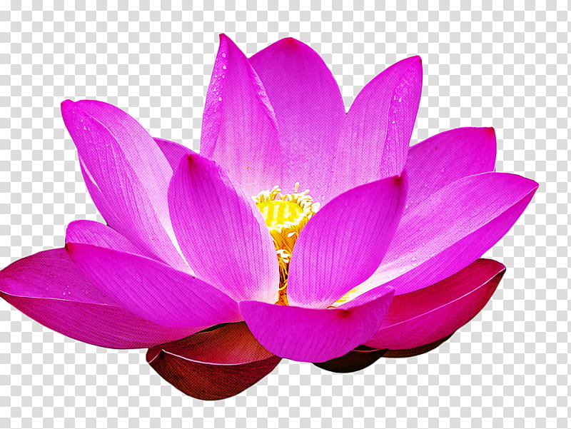 Lotus Flower Summer Flower, Sacred Lotus, Cartoon, Lily, Nelumbonaceae, Raksha Bandhan, Plants, Proteales transparent background PNG clipart